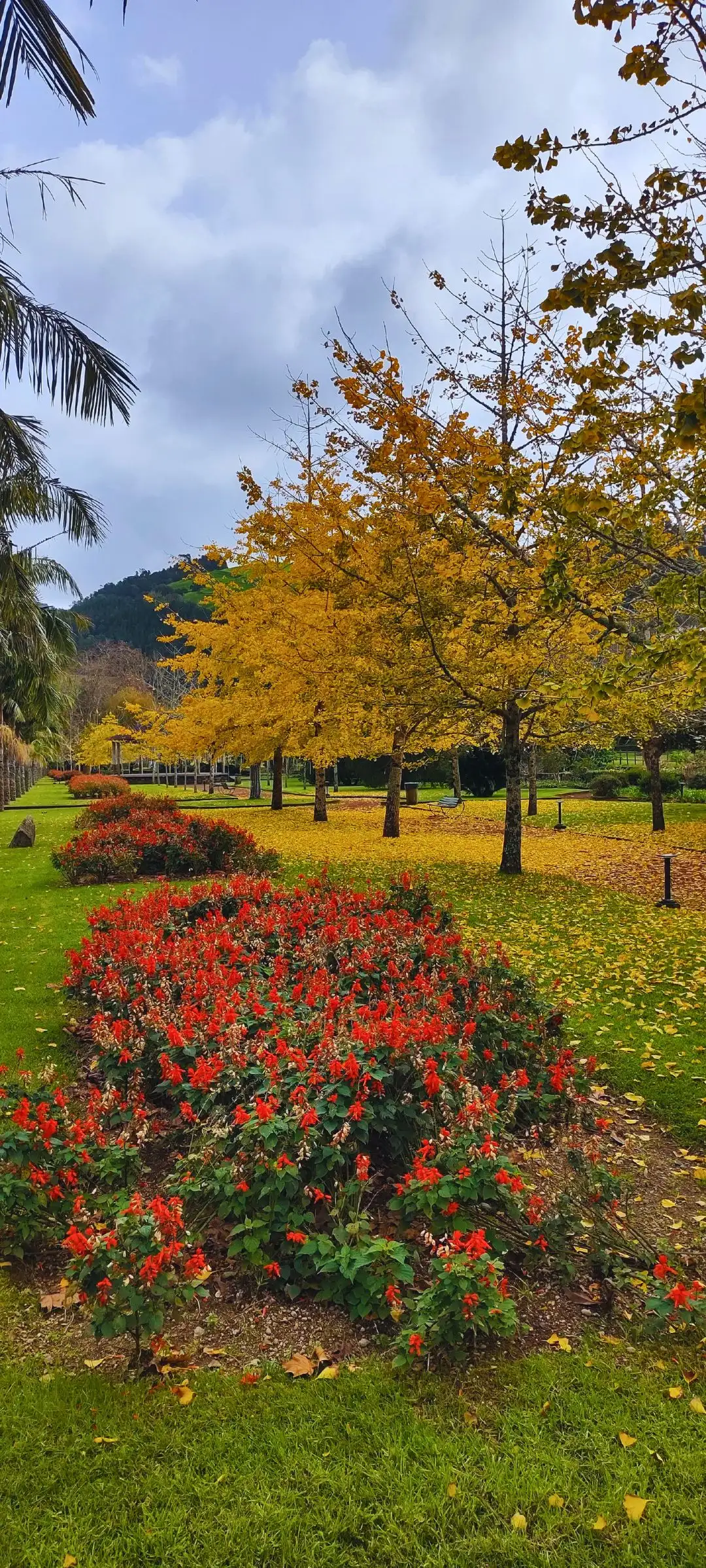 The view of a garden with trees, bushes and well cut grass.