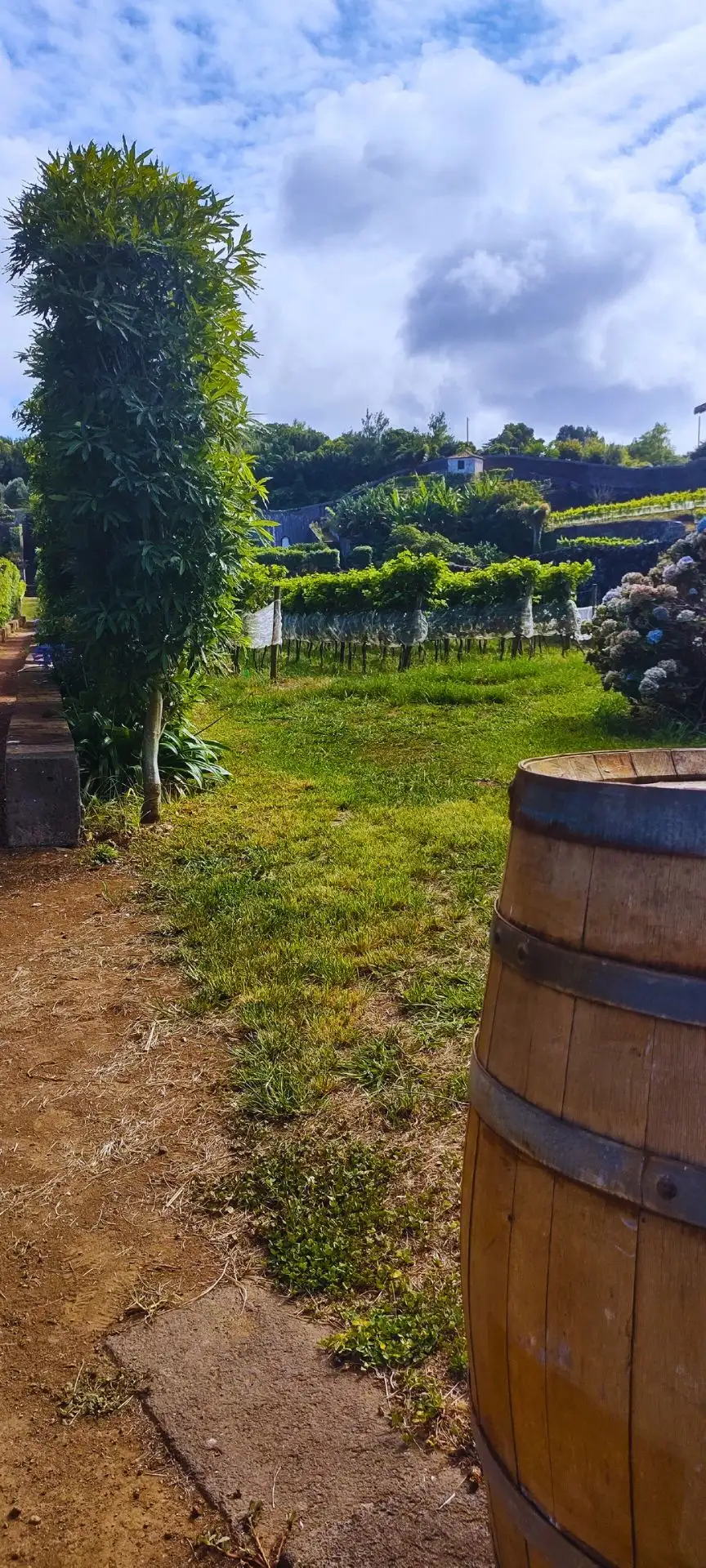 View of a vineyard with some caskets around the entrance.