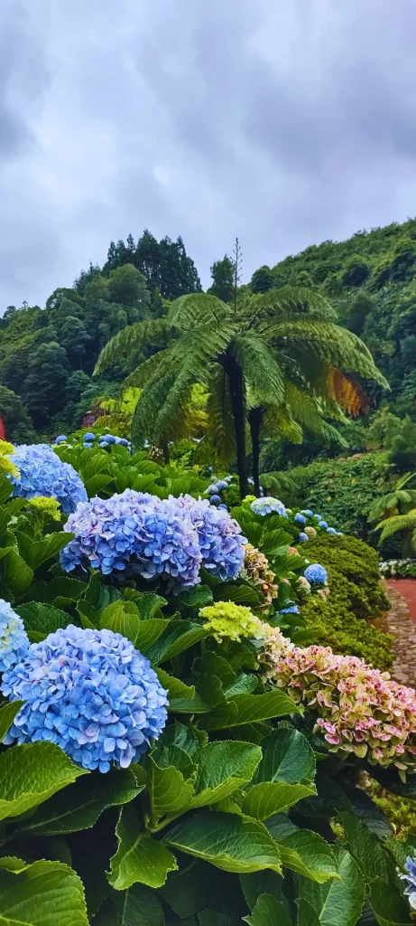 A close picture of hortensias flowers and a fern tree on the back.