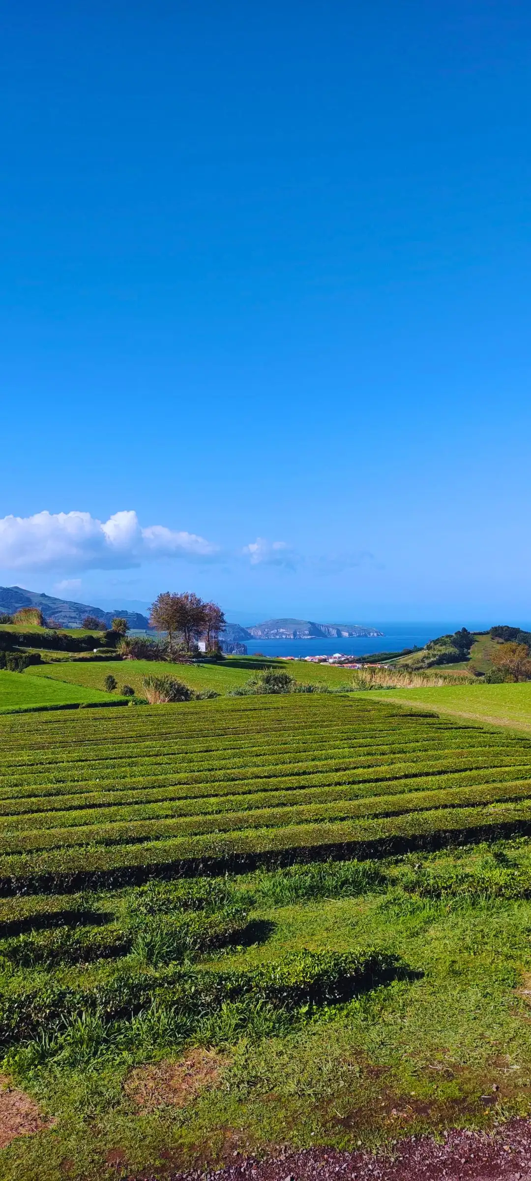 A tea plant field and a clear sky.