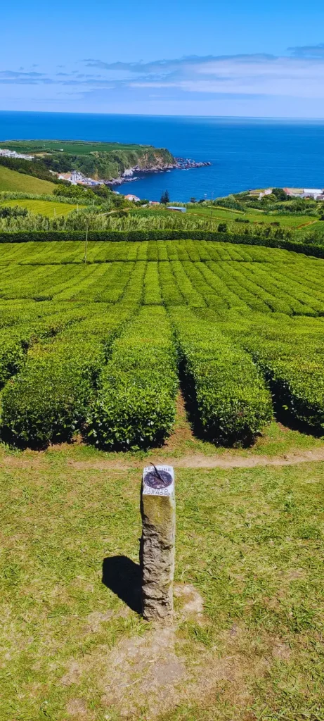 Porto Formoso tea plantation. São Miguel, Azores.