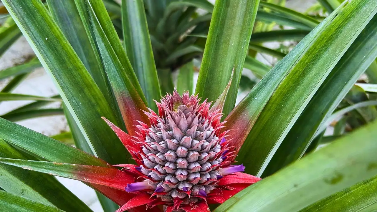 A close up of a young pineapple fruit growing.