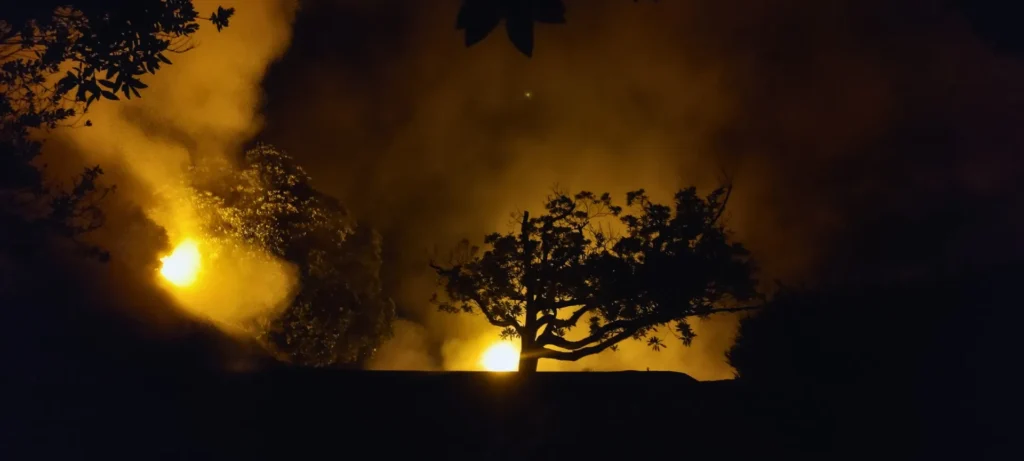 A tree silhouette in the night, reflecting from a yellow light behind and steam surrounding it.