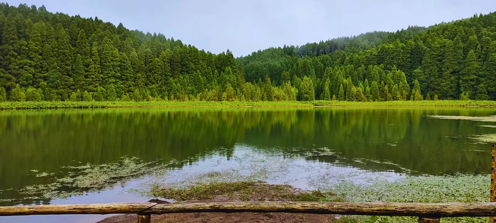A green lagoon surrounded by green cypress trees with a line of low green bushes in front.